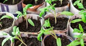 Homemade Gardening Seedling Seedling Soil Set for Kids